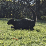 joker ฝาก 100 ฟรี 100 สุดปังกับเกมสล็อต CQ9